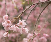 Крупнее: Собираетесь весной в Японию?