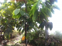 cacao tree choco brasil