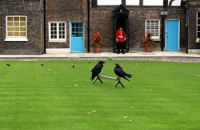 england-Tower_of_London_Ravens