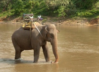 thailand-Elephant-standing-in-Rive