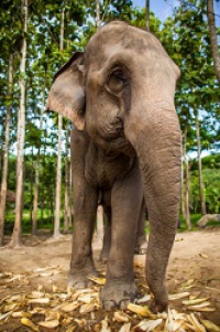 thailand-Elephant-eating-corns