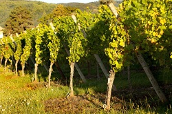 1 марта в Словении подрежут самую старую виноградную лозу