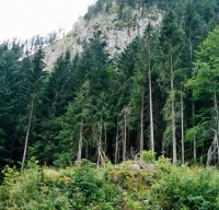  forest austria winter
