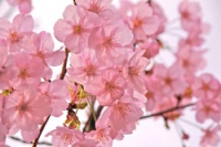 japan-blossom