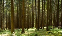 germany-black_forest